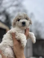 Ria, a female Poodle - Miniature  for sale in Lobelville, TN – Photo 5 of 6