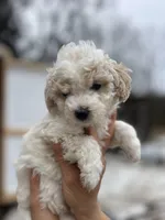 Ria, a female Poodle - Miniature  for sale in Lobelville, TN – Photo 1 of 6