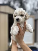Ria, a female Poodle - Miniature  for sale in Lobelville, TN – Photo 4 of 6