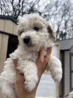 Ria, a female Poodle - Miniature  for sale in Lobelville, TN – Photo 6 of 6
