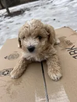 Lucas, a male Poodle - Miniature  for sale in Lobelville, TN – Photo 5 of 10