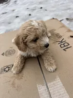 Lucas, a male Poodle - Miniature  for sale in Lobelville, TN – Photo 6 of 10