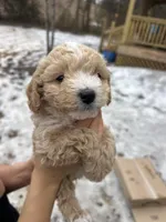 Lucas, a male Poodle - Miniature  for sale in Lobelville, TN – Photo 2 of 10