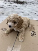 Lucas, a male Poodle - Miniature  for sale in Lobelville, TN – Photo 7 of 10