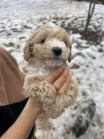 Lucas, a male Poodle - Miniature  for sale in Lobelville, TN – Photo 3 of 10