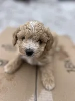 Lucas, a male Poodle - Miniature  for sale in Lobelville, TN – Photo 1 of 10