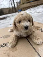 Lucas, a male Poodle - Miniature  for sale in Lobelville, TN – Photo 4 of 10