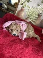 Breeze, a female Poodle - Miniature  for sale in Lobelville, TN – Photo 4 of 6