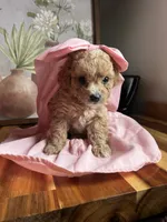 Breeze, a female Poodle - Miniature  for sale in Lobelville, TN – Photo 2 of 6