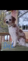 Breeze, a female Poodle - Miniature  for sale in Lobelville, TN – Photo 5 of 6