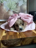 Breeze, a female Poodle - Miniature  for sale in Lobelville, TN – Photo 3 of 6