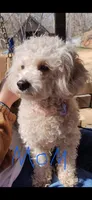 Breeze, a female Poodle - Miniature  for sale in Lobelville, TN – Photo 6 of 6
