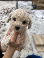 Teeny, a female Poodle - Miniature  for sale in Lobelville, TN – Photo 1 of 8