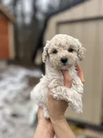 Teeny, a female Poodle - Miniature  for sale in Lobelville, TN – Photo 3 of 8