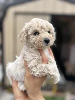 Teeny, a female Poodle - Miniature  for sale in Lobelville, TN – Photo 4 of 8