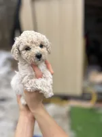 Teeny, a female Poodle - Miniature  for sale in Lobelville, TN – Photo 2 of 8