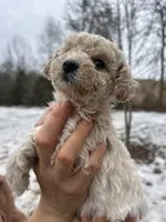 Teeny, a female Poodle - Miniature  for sale in Lobelville, TN – Photo 6 of 8