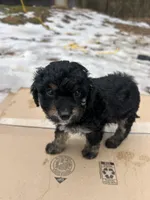 Star, a female Poodle - Miniature  for sale in Lobelville, TN – Photo 3 of 10