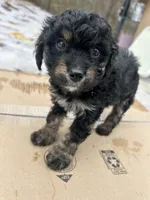 Star, a female Poodle - Miniature  for sale in Lobelville, TN – Photo 1 of 10