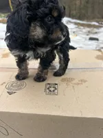 Star, a female Poodle - Miniature  for sale in Lobelville, TN – Photo 10 of 10