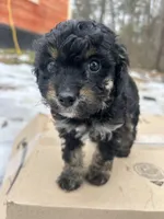 Star, a female Poodle - Miniature  for sale in Lobelville, TN – Photo 4 of 10