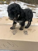 Star, a female Poodle - Miniature  for sale in Lobelville, TN – Photo 2 of 10