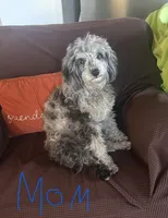 Star, a female Poodle - Miniature  for sale in Lobelville, TN – Photo 7 of 10