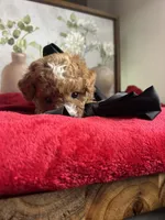 Prince Charles, a male Poodle - Miniature  for sale in Lobelville, TN – Photo 3 of 10