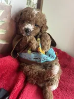 Prince Charles, a male Poodle - Miniature  for sale in Lobelville, TN – Photo 2 of 10