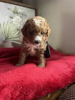 Prince Charles, a male Poodle - Miniature  for sale in Lobelville, TN – Photo 6 of 10