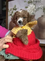 Prince Charles, a male Poodle - Miniature  for sale in Lobelville, TN – Photo 4 of 10