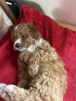 Prince Charles, a male Poodle - Miniature  for sale in Lobelville, TN – Photo 7 of 10