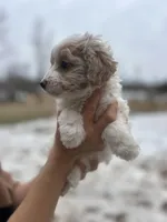 FiFi, a female Poodle - Miniature  for sale in Lobelville, TN – Photo 2 of 8