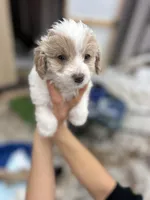 FiFi, a female Poodle - Miniature  for sale in Lobelville, TN – Photo 4 of 8