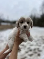 FiFi, a female Poodle - Miniature  for sale in Lobelville, TN – Photo 5 of 8