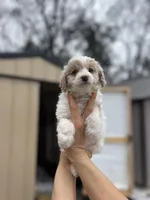 FiFi, a female Poodle - Miniature  for sale in Lobelville, TN – Photo 6 of 8