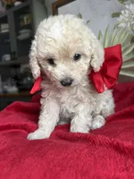 Snow White, a female Poodle - Miniature  for sale in Lobelville, TN – Photo 4 of 6