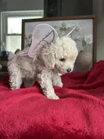 Snow White, a female Poodle - Miniature  for sale in Lobelville, TN – Photo 2 of 6