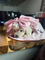 Snow White, a female Poodle - Miniature  for sale in Lobelville, TN – Photo 3 of 6