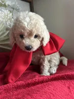 Snow White, a female Poodle - Miniature  for sale in Lobelville, TN – Photo 1 of 6