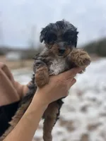 Leo, a male Poodle - Miniature  for sale in Lobelville, TN – Photo 2 of 10