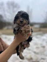 Leo, a male Poodle - Miniature  for sale in Lobelville, TN – Photo 5 of 10