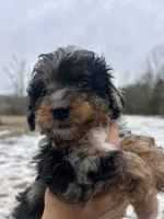 Leo, a male Poodle - Miniature  for sale in Lobelville, TN – Photo 9 of 10