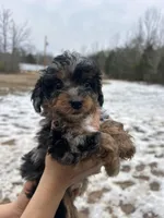 Leo, a male Poodle - Miniature  for sale in Lobelville, TN – Photo 8 of 10