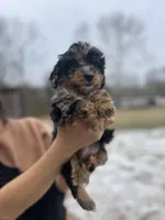 Leo, a male Poodle - Miniature  for sale in Lobelville, TN – Photo 7 of 10