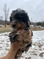 Leo, a male Poodle - Miniature  for sale in Lobelville, TN – Photo 10 of 10
