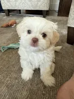 Biscuit, a female Shih Tzu for sale in Starkville, MS – Photo 2 of 7