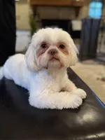 Teddy Bear, a male Shih Tzu for sale in Starkville, MS – Photo 9 of 10