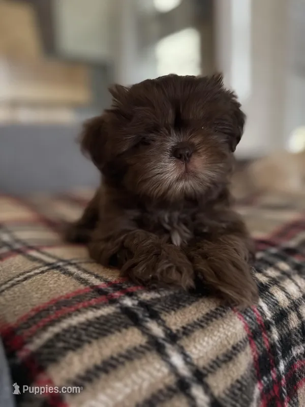 Teddy Bear – Shih Tzu puppy for sale in Starkville, MS
