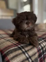 Teddy Bear, a male Shih Tzu for sale in Starkville, MS – Photo 1 of 10